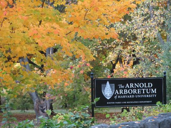 Arnold Arboretum Clean-Up Day: Love your Block
