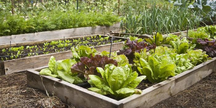 Hydroponics for Sustainable Backyard Gardening