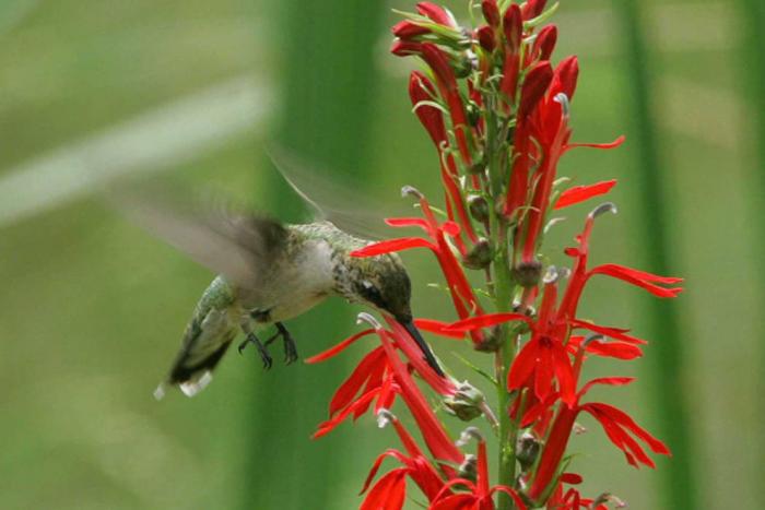 Protecting Pollinators: Our Endangered Backyard Species