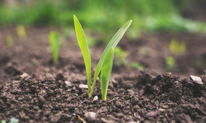 Understanding Healthy Soil and Climate Change