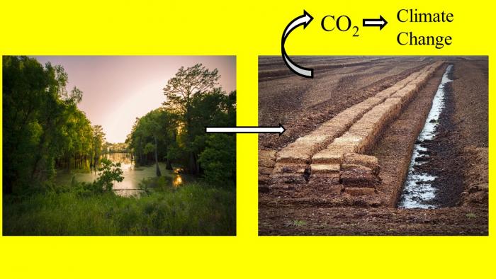 Peatlands: A Vulnerable Ecosystem with Implications for Climate Change Peatlands: A Vulnerable Ecosystem with Implications for Climate Change