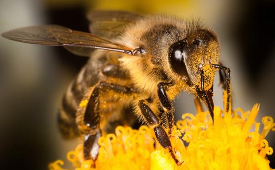 What’s Happening to the Bees?