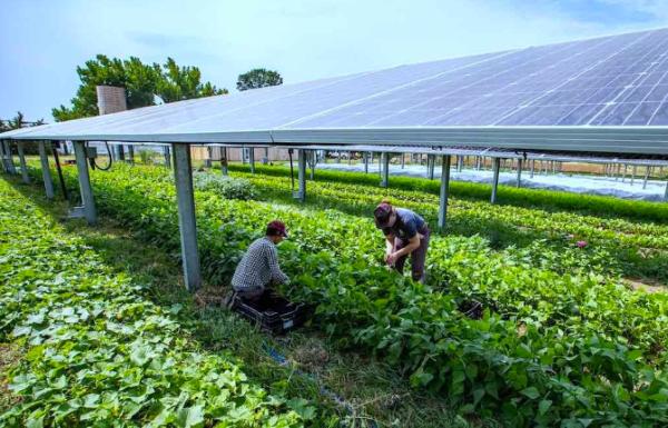 Renewables for Indoor Agriculture Growers and Greenhouses