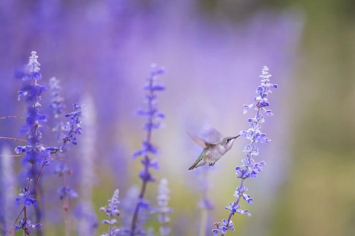 Creating Spaces for Pollinators and Hummingbirds, March 26, Smithfield, RI