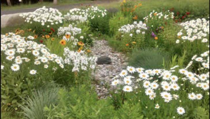 Free Webinar: Drought to Deluge: A Rain Garden in Action, June 15,