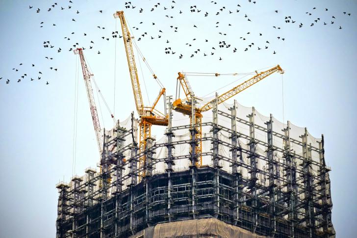 birds and building