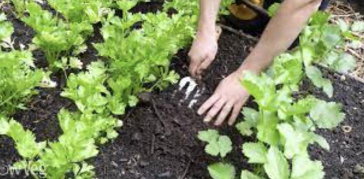 Using Compost and Mulch to Enhance Water Savings
