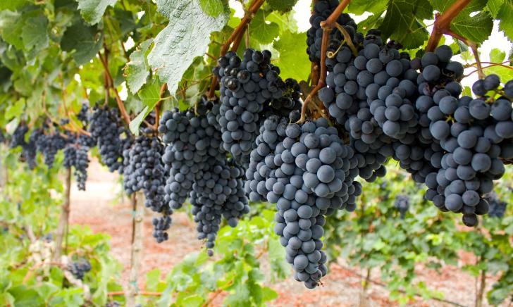 Free Webinar: Remote Monitoring and Control - Fresno State Wine Grapes, November 16, 9-11:30 am