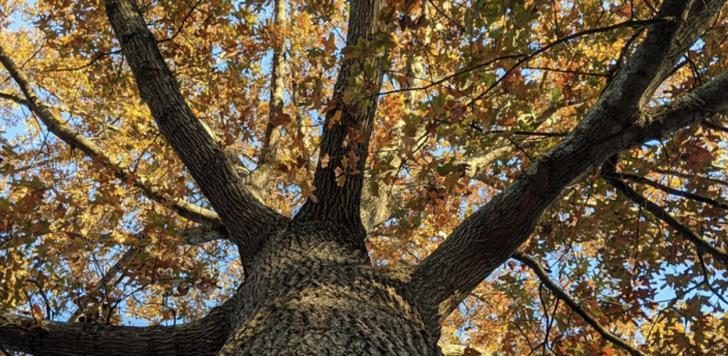 trees, construction, canopy systems, architecture, land science