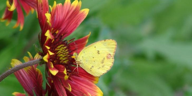 Pests and Pollinators, July 20, Sarasota