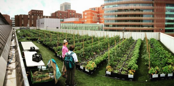 Boston Medical Center Rooftop Farm Tour - USGBC MA 