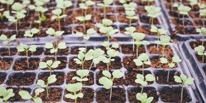 Vertical Farming in Austin Texas, July 22