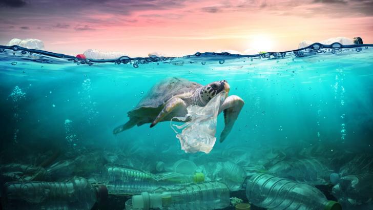 A Virtual Panel: Plastic Free July, June 28