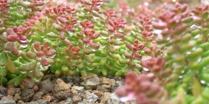 The 4th Biannual Mid-Atlantic Green Roof Science & Technology Symposium, August 1