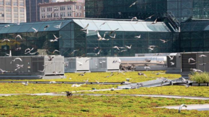 Green Building Tour, Green Roof Tour