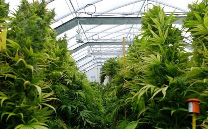AEENE's Technical Round Table about Energy Efficiency and Cannabis Cultivation Facilities